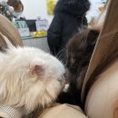 모두애동물병원 이미지