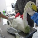 경북야생동물구조관리센터 이미지