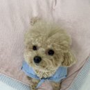 퍼피플레이스 이미지