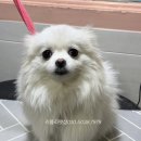 러블리펫샵 이미지