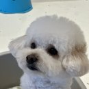 전주애견유치원 고마워복실아 이미지