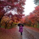 단풍나무 이미지