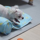 댕댕박사 이미지