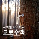 순천-16호 | 지리산고로쇠물, 울릉도, 백운산 고로쇠물수액 특징 및 가격 비교