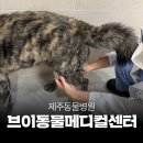 신제주동물병원 | 24시 제주동물병원 브이동물메디컬센터 대형견 건강검진 후기