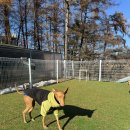 퍼피스카우트 이미지