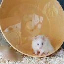 휠젠 이미지