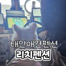 언니네강아지 | 태안 안면도 리치펜션 강아지랑 선상낚시 가능한 애견펜션 내돈내산 재방문 솔직후기