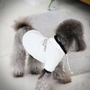 펫하우스(애견샵) 이미지