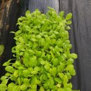 그늘막128 이미지