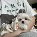 루이펫독 | 알러지 대마왕 루이의 사료 찾아 삼만리