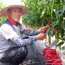 고추연구소농장 이미지