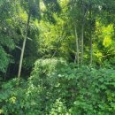 대밭집식당 이미지