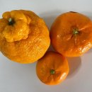 강영태 | 팜니스 제주 한라봉 3kg 당도 최고에요