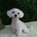 복슬 강아지미용실 이미지