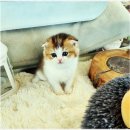 아담스펫 강아지분양 고양이분양 창원점 | 창원 아담스펫에서 만난 귀여운 렉돌 고양이 루나, 그리고 만족스러운 분양 경험