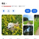 카카오맵 로드뷰 죽도의 멈무 후기근황.jpg 이미지