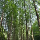 장태산휴양림 이미지