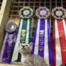 빙글뱅글캐터리 이미지