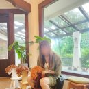 백마축산 | 제주 가볼 만한 곳 : 사려니숲길 카페 &#34;말로&#34; &amp; 제주의 제주마 방목지 위치 후기