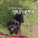 멍냥이발소 이미지