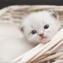 24시 나음동물 의료센터 이미지