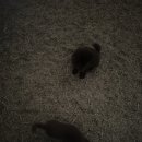 선미목장 이미지