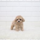 애견용품 창고형 할인매장 이미지