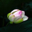 연화 Daum카페