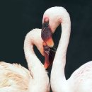 이미지플래닝