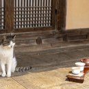 차꽃오미 이미지