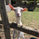 카프농장 이미지