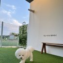 에브리댕댕 이미지