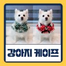 퍼피안 | 화려한 강아지 케이프 팝앤퍼피 내돈내산 후기