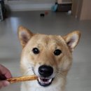 개밥파는고양이은평