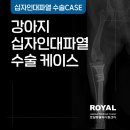 로얄동물외과수술센터 이미지