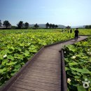 경주연꽃단지 이미지