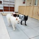 스타펫미팅 이미지