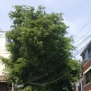 면목동-180 이미지