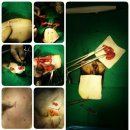 래플즈동물병원 이미지