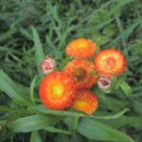 시골마당 이미지