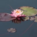 수련