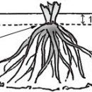 근관(root crown)이란? 이미지