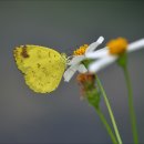 YELLOW HILL 이미지