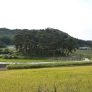 압동3리솔밭 이미지