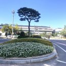 안산꽃