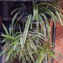 와글와글소문난 낙지 이미지