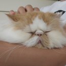 달냥이