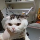 예뻐질고양 이미지