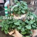 2024 청춘양구 곰취축제 기본정보 먹거리 다녀온 후기